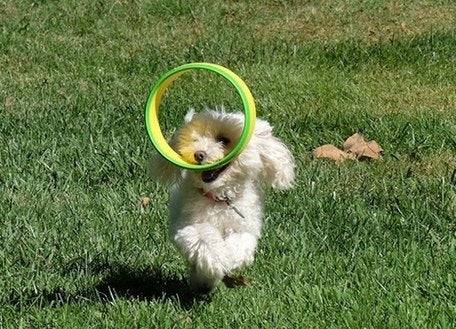 Hurrik9 Replacement Dog Exerciser Rings For 100-Ft. Flying Ring Launcher | Replacement Rings Only (Launcher Not Included) | Set
