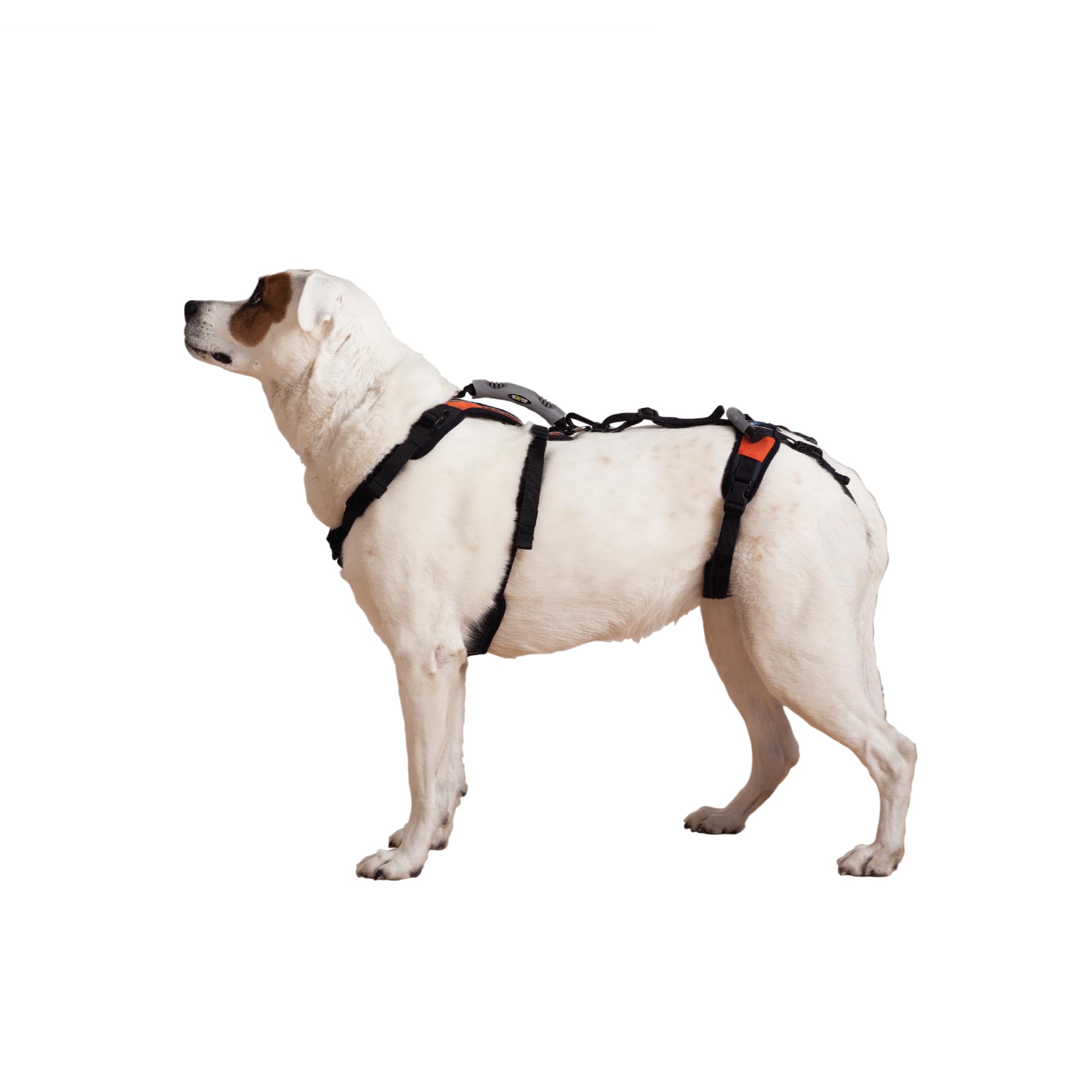 Help 'Em Up - Dog Lift Harness Adjustable Lifting Harness for Dogs  Full Body Support, Rear Leg Support (Conventional, Medium)