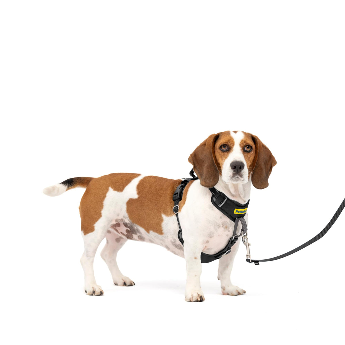 Petsafe Easy Walk Comfort No-Pull Dog Harness Full-Body Padding - Better Walks On The First Use - 5 Points Of Adjustment Small/M