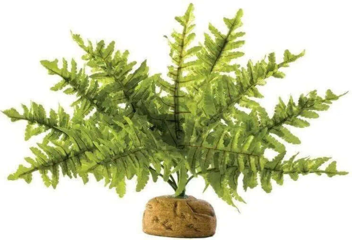 Exo Terra Boston Fern Terrarium Plant, Small