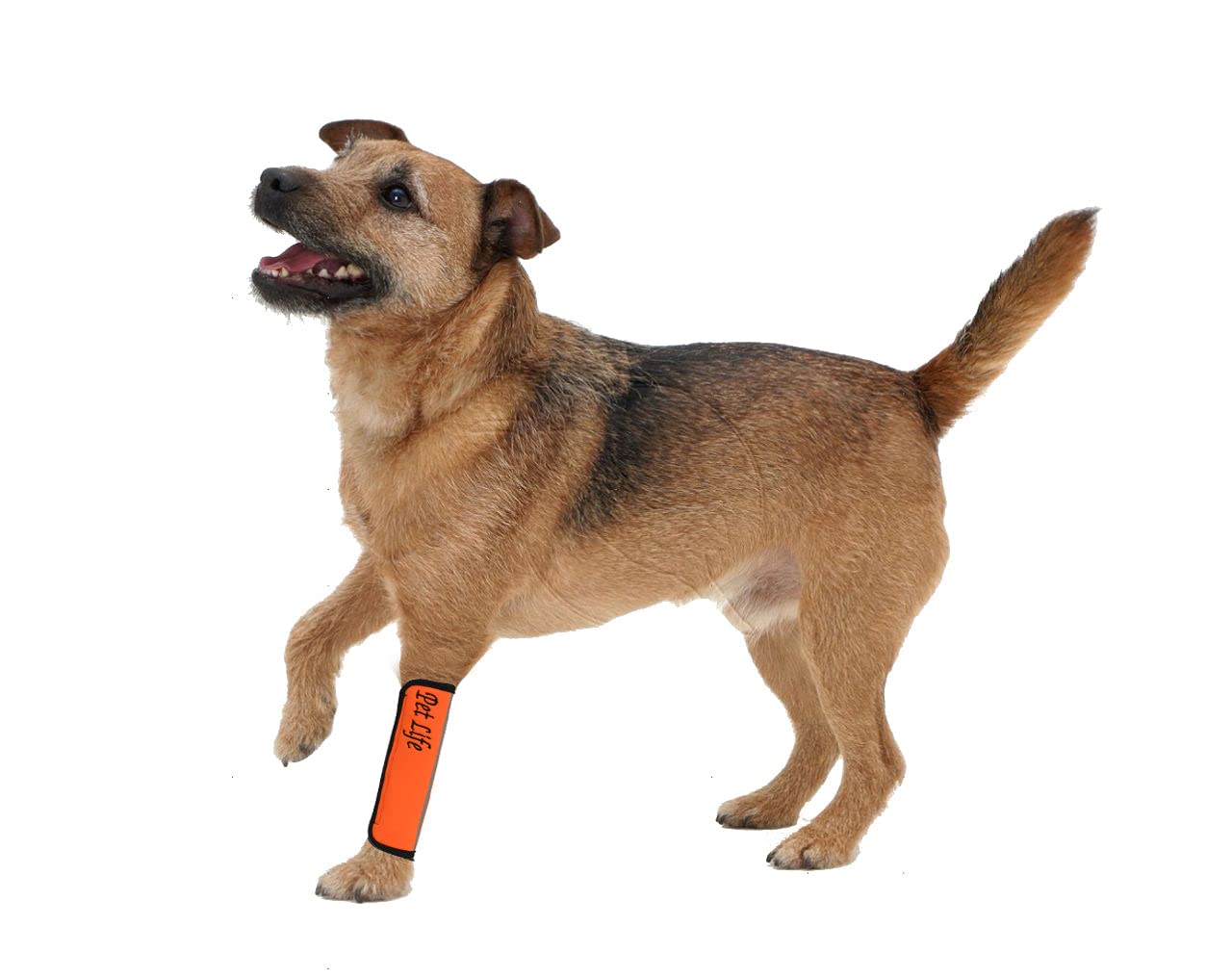 Extreme-Neoprene Joint Protective Reflective Pet Sleeves(D0102H7LZ27.)