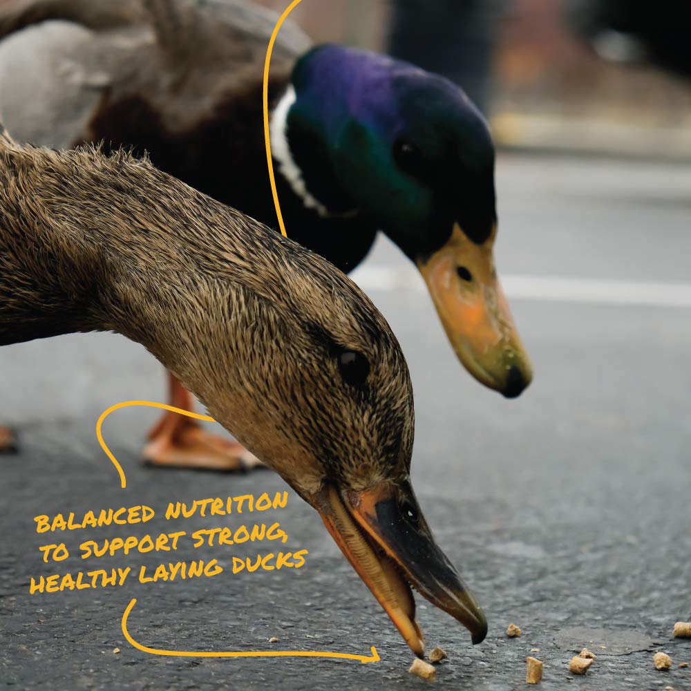 Manna Pro Duck Layer Pellet, High Protein for Increased Egg Production, Formulated with Probiotics to Support Healthy Digestion,
