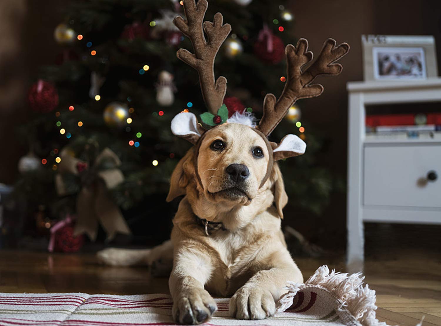 BWOGUE Dog Christmas Elk Reindeer Antlers Headbands Set Pet Christmas Costume Accessories Headwear for Medium Large Dogs