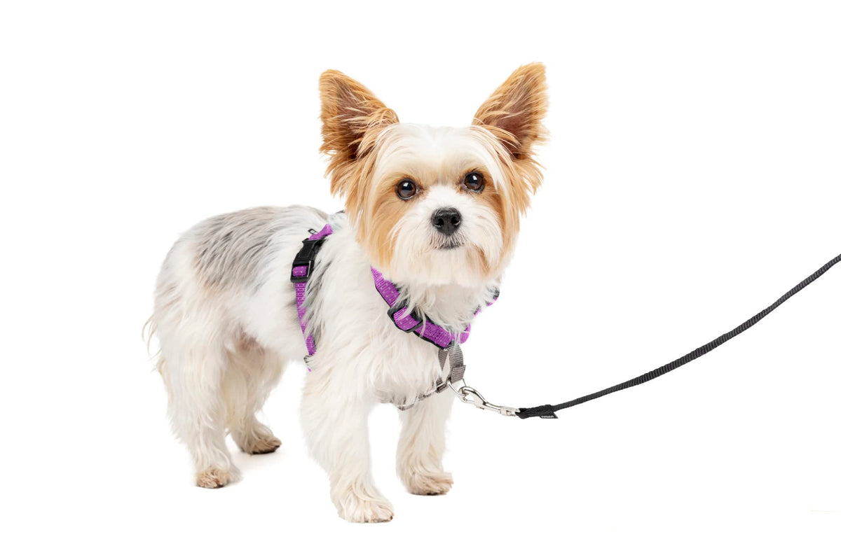 Petsafe 3 In 1 Dog Harness - No Pull Solution For Dogs - Reflective Dog Harness - Front D-Ring Clip Helps Stop Pulling - Comfortable Padded Straps - Top Handle Enhances Control - Plum - Extra Small