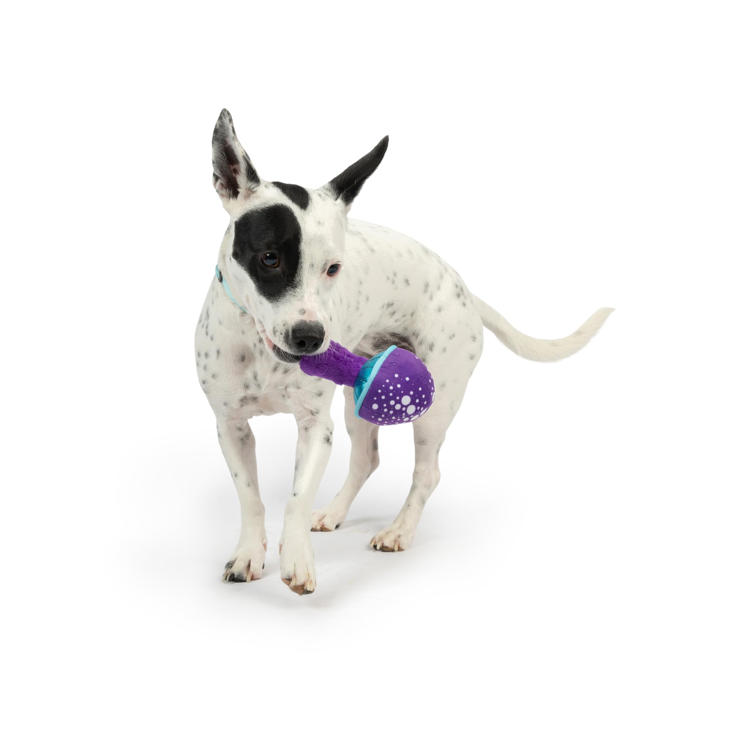 Huxley & Kent Tiny Tuff - Mellow Mushroom - Extra Tough Toy For Small Pups - Funny Dog Toy - Features Squeaker, Crinkle - Machin