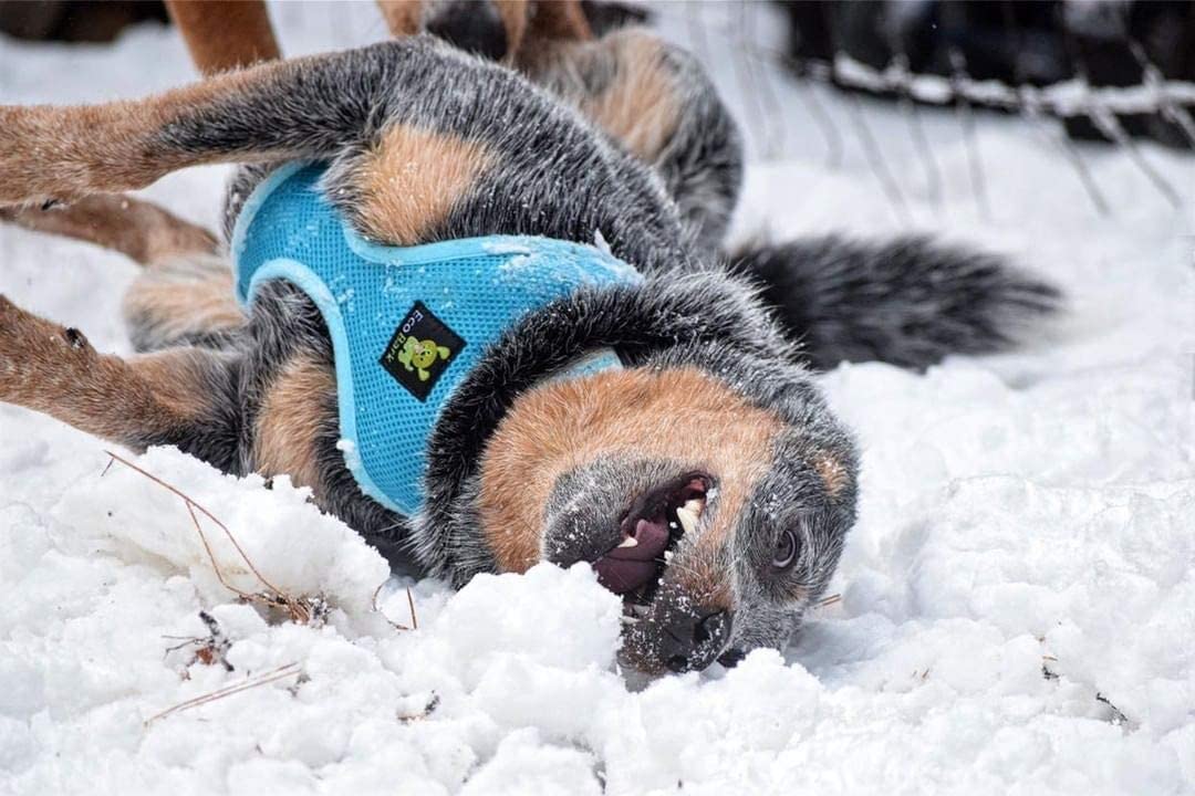 Ecobark Dog Harness - Eco-Friendly Max Comfort Harnesses - Luxurious Soft Mesh Halter - Over The Head Harness Vest- No Pull And No Choke For Puppy, Small Breeds & Medium Dogs (Large, Sky Blue)