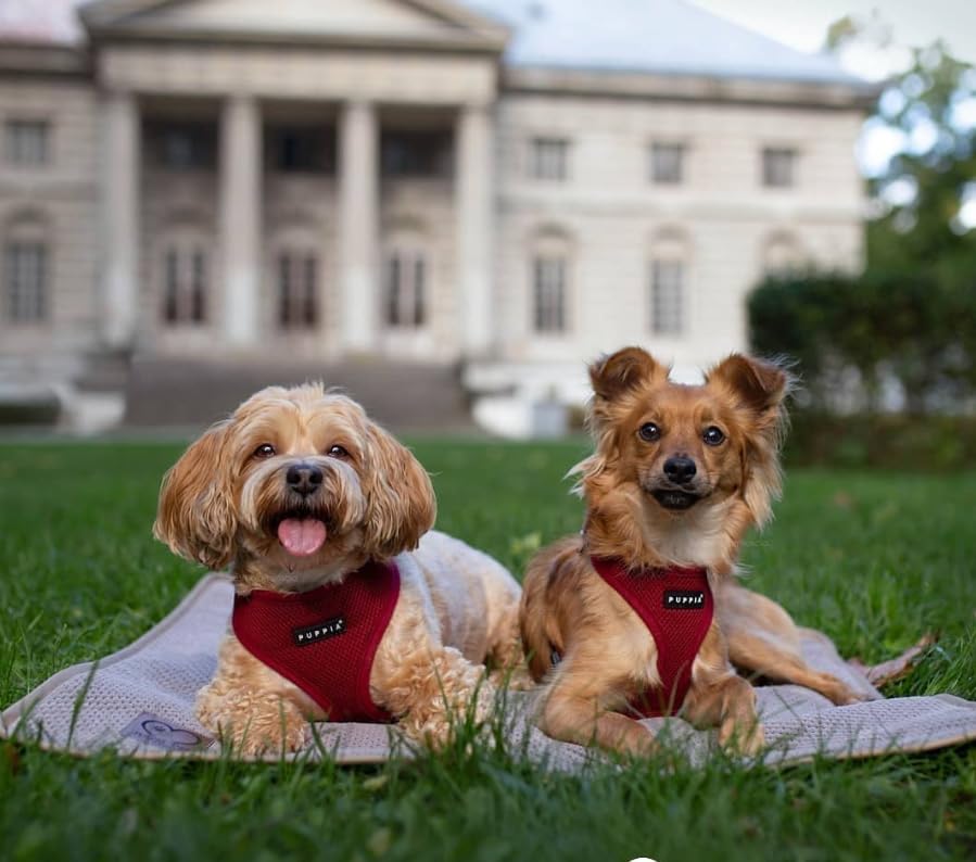 Puppia Soft Dog Harness, Wine, Small (Pdcf-Ac30-Wn-S)