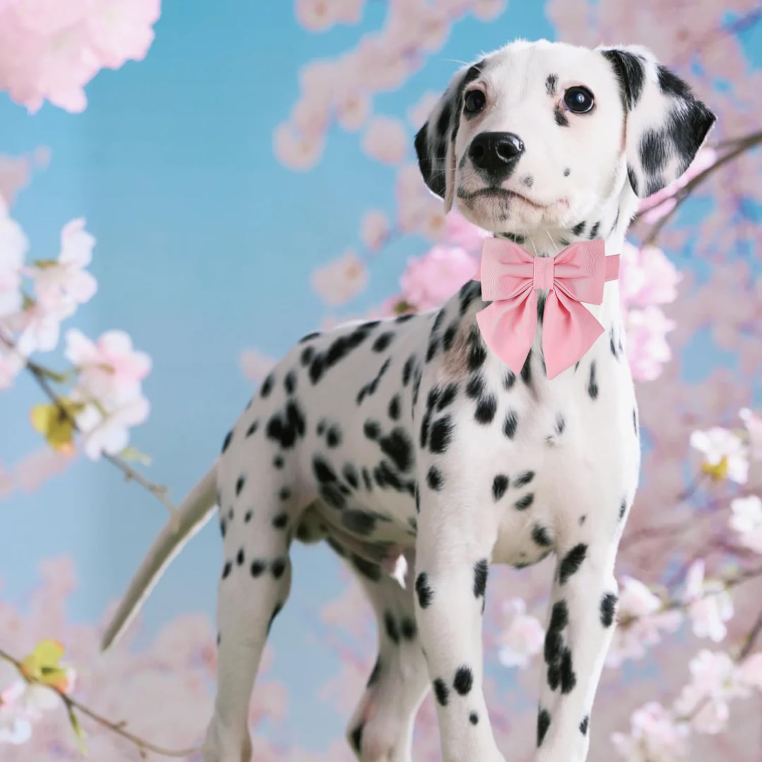 Maca Bates Dog Collar With Pink Bow Bowtie For Dogs Solid Colors Sailor Bow Tie Adjustable Breakaway Girly Cherry Collars Birthd