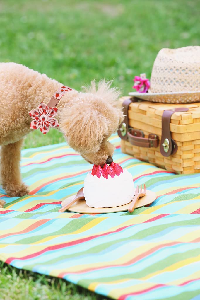 Lionet Paws Dog Collar With Flower - Cute Cotton Adjustable Flower Dog Cat Collar With Metal Buckle For Puppy Girl Boy, Xs, Neck
