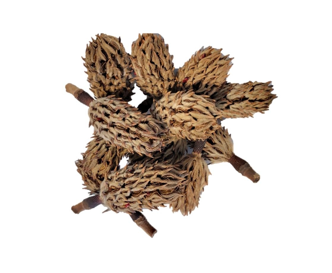 Magnolia Seed Pods, 12 Pack For Bioactive Enclosures, Terrariums, Aquariums, Reptiles, Amphibians, Isopods