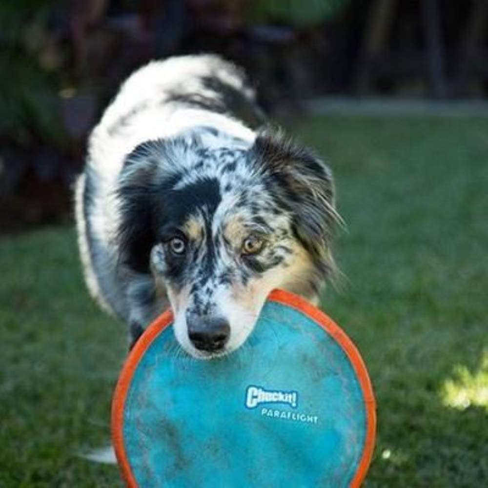 Paraflight Dog Toy Lrg (Pkg Of 3)