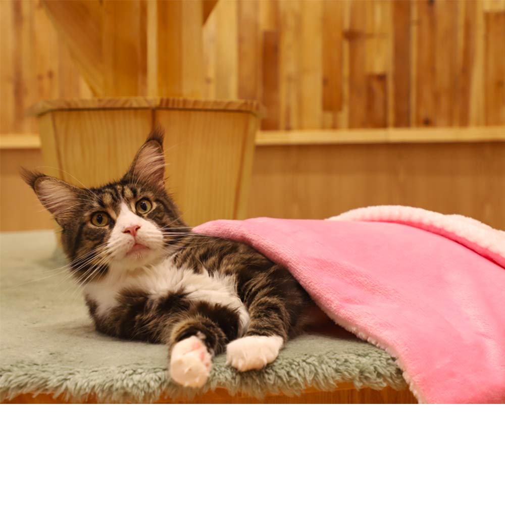 furrybaby Premium Fluffy Fleece Dog Blanket, Soft and Warm Pet Throw for Dogs & Cats(32x40inch, Pink)