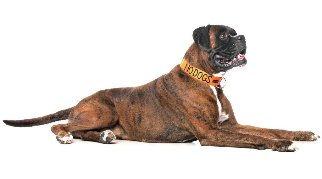 No Dogs (Not Good With Other Dogs) Orange Colour Coded S-M L-Xl Dog Collars Prevents Accidents By Warning Others Of Your Dog In Advance (L-Xl)