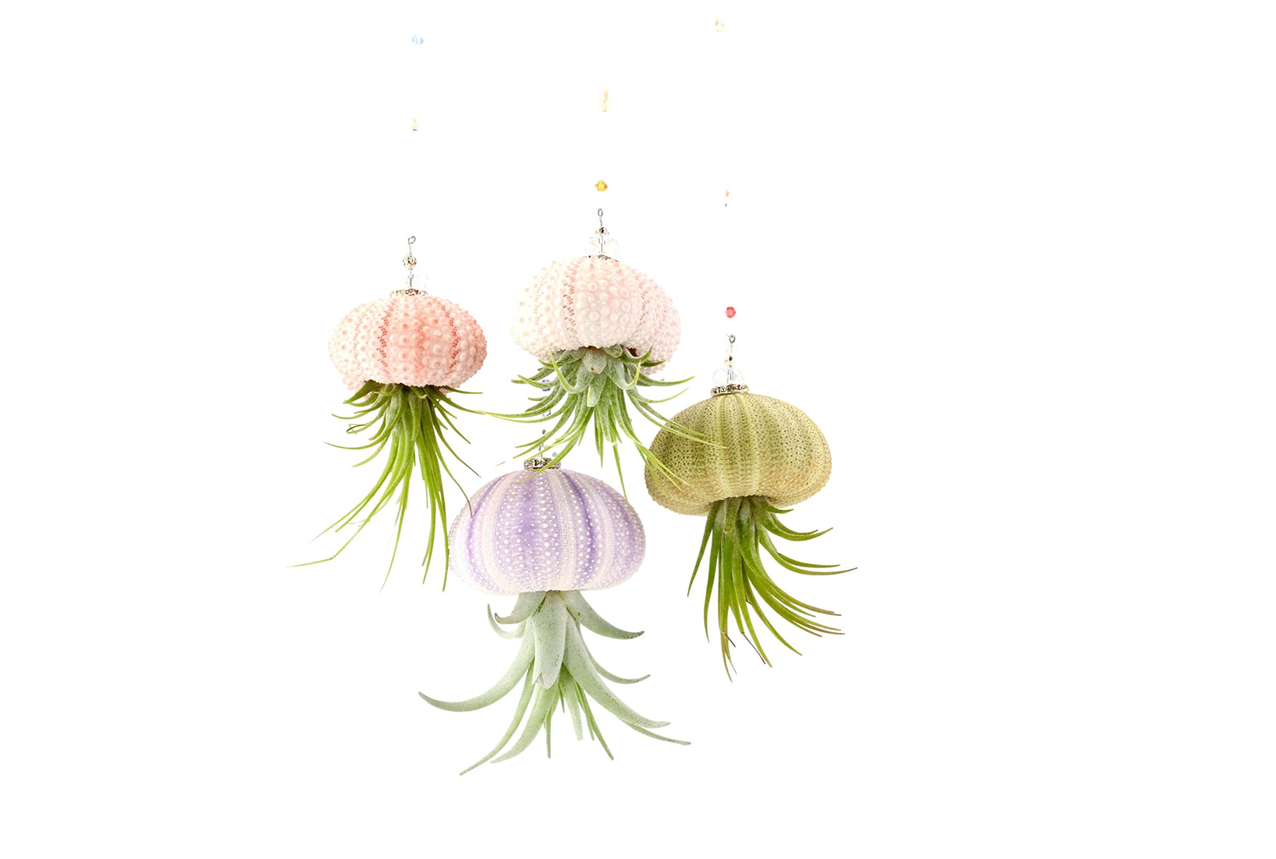 2 Dirty Birds, Handmade Hanging Sea Urchin Shell Live Succulent Jellyfish Air Plants, W/Swarovski And Freshwater Pearls (Pack Of