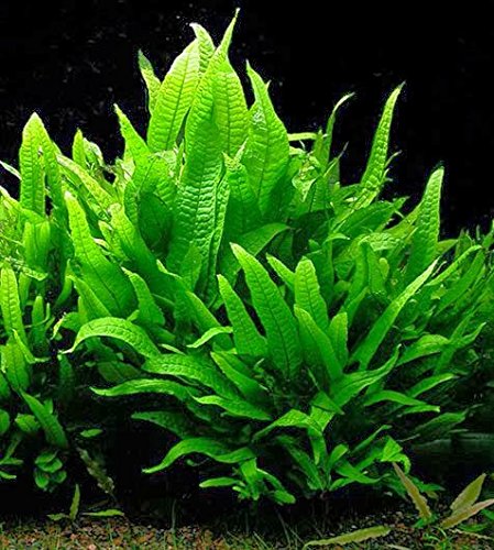 Potted Microsorum Plants - Java Fern | Live Freshwater Aquatic Plants for Aquariums and Terrariums - Low Light, Low Maintenance