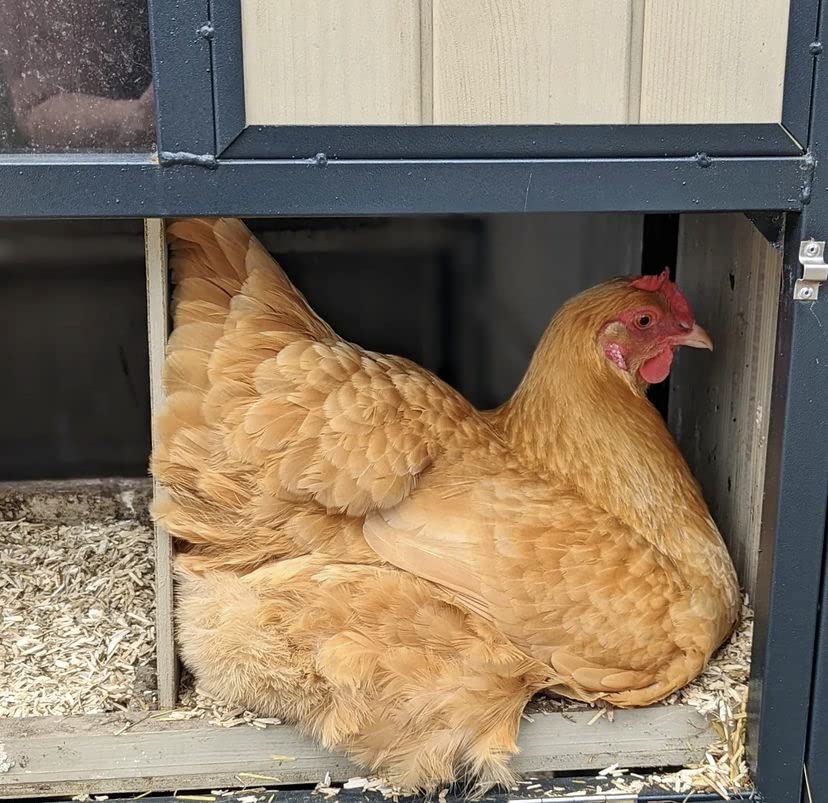 Eaton Pet And Pasture, Naturally Grown Hemp Pet Bedding For Chickens, Nesting Boxes, Rabbits, Hamsters, Small Pets, Highly Absorbent, Hypoallergenic, Eco-Friendly, Farmer Owned 28L