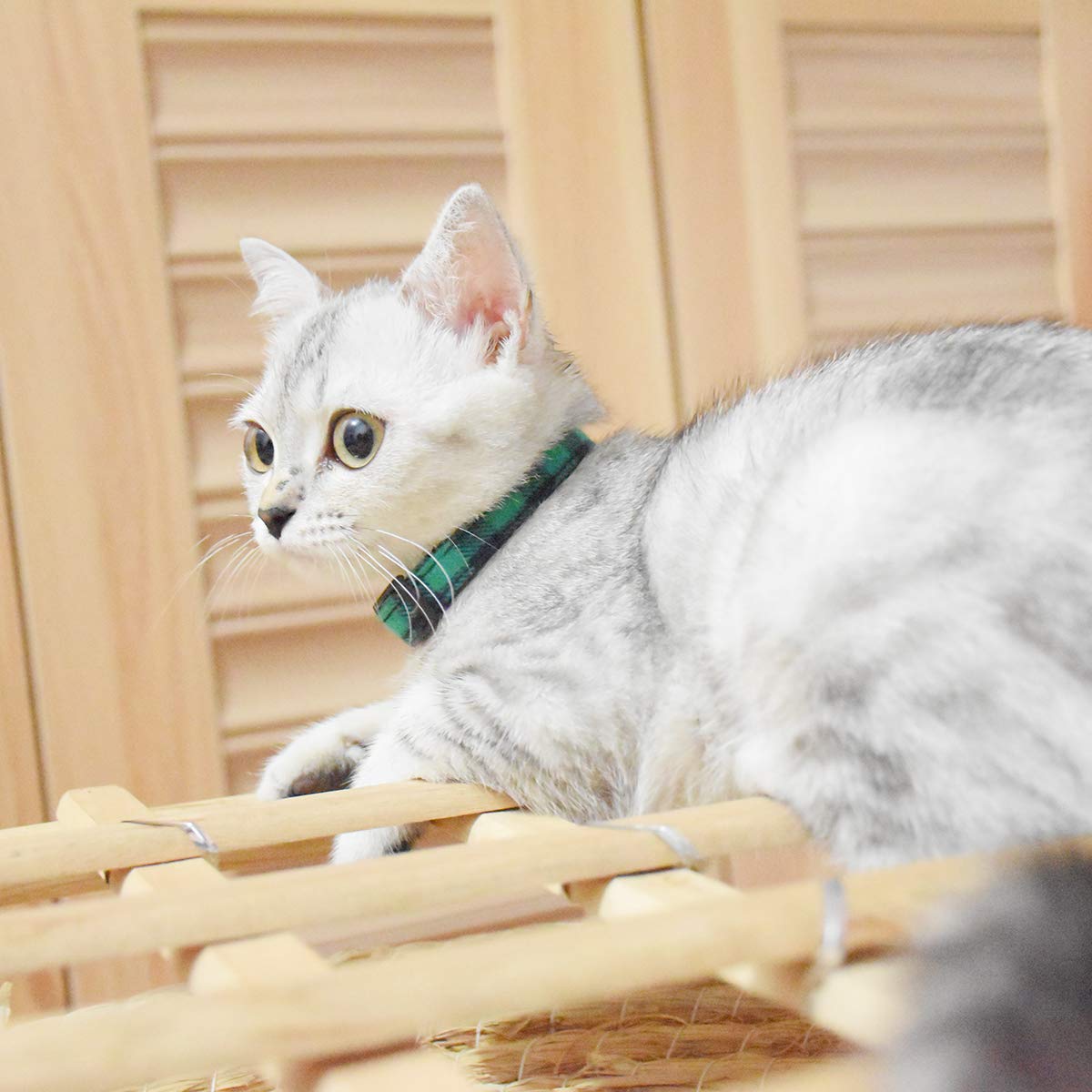 Breakaway Cat Collars With Bell, Set Of 3, Durable & Safe Cute Kitten Collars Safety Adjustable Kitty Collar For Cat Puppy 7.5-11In (Green,Cyan,Black)