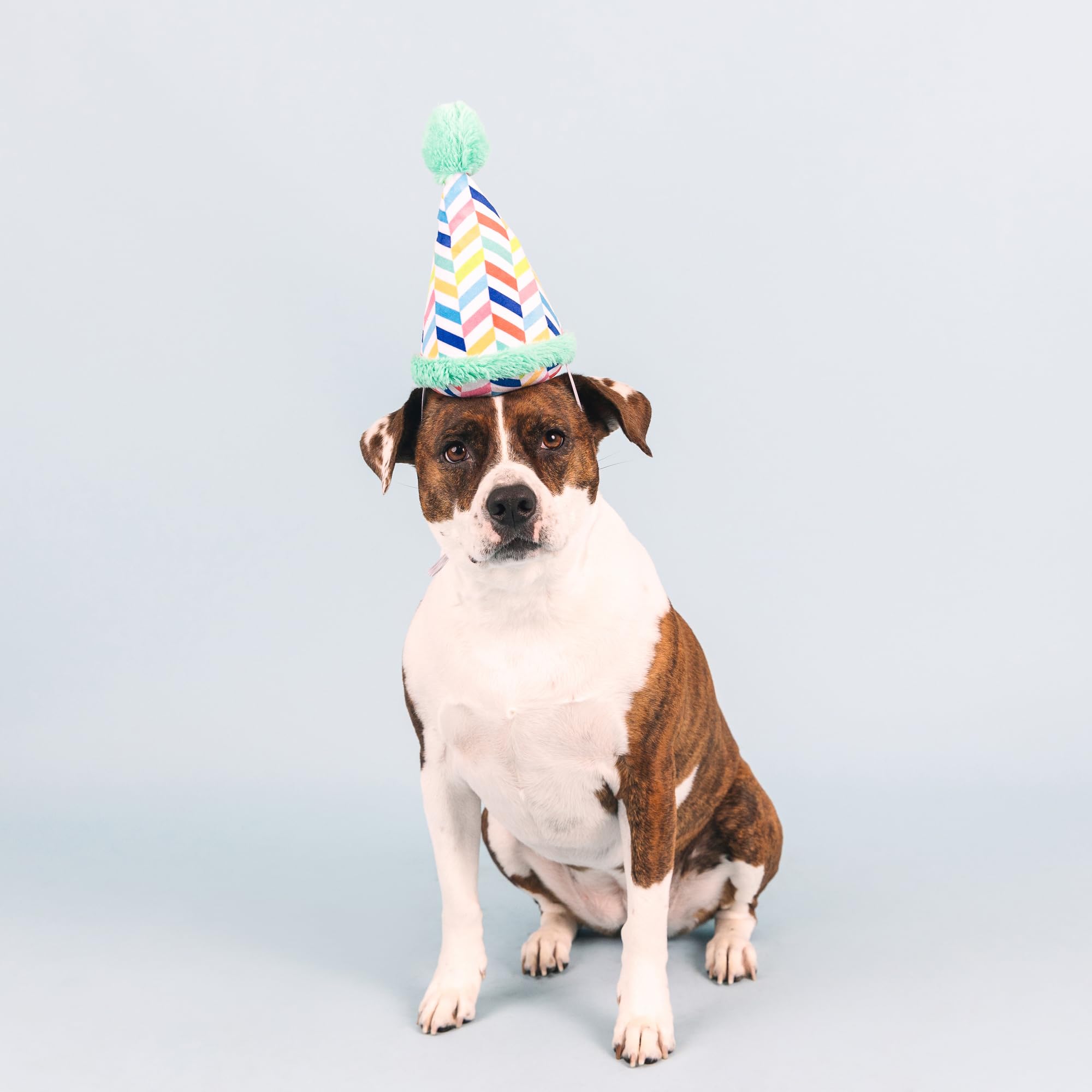 Fringe Studio Plush Dog Toy, Cheers For A Barkday, Pet Shop Collection (314246)