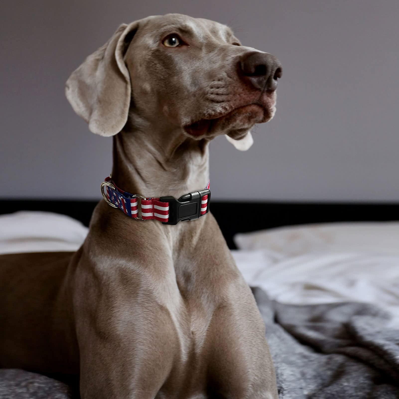 Martingale Collar For Dogs, Adjustable Soft Nylon Dog Collars With Special Design Cute Patterns For Small Medium Large Dog