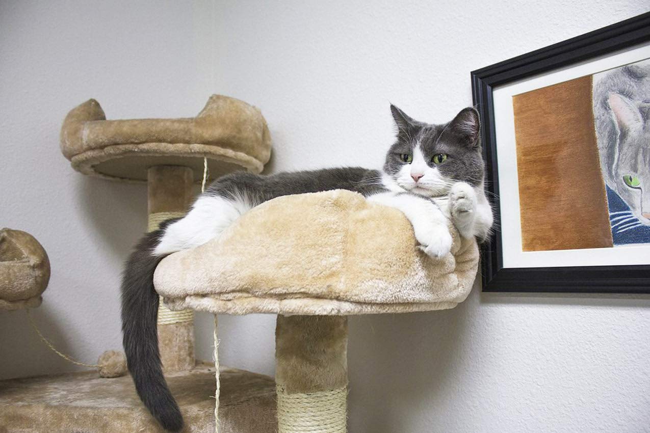 Cozycatfurniture Extra Large Climbing Cat Tree Furniture For Active Cats, Beige