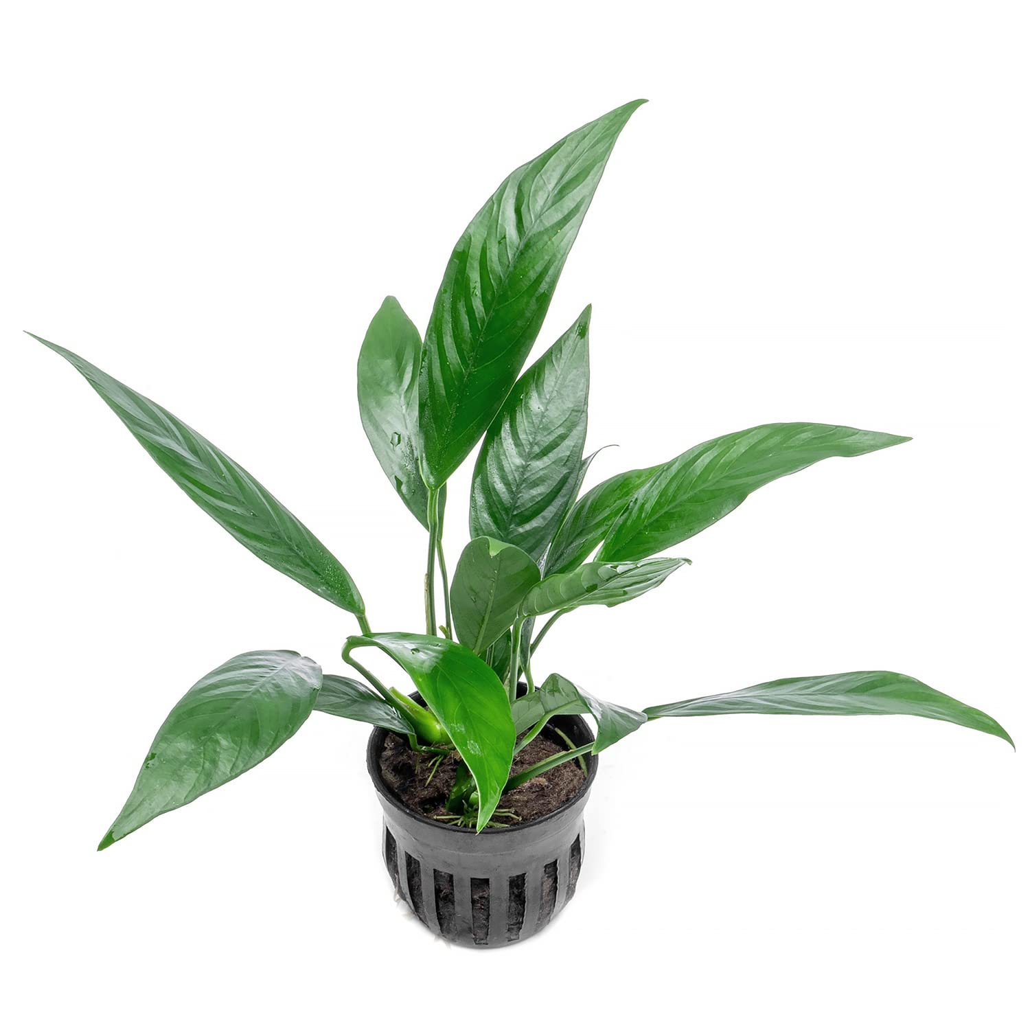 SubstrateSource Anubias Live Aquarium Plants - Potted Freshwater Plant for Fish Tanks, Terrariums - Beginner Friendly Low Light 