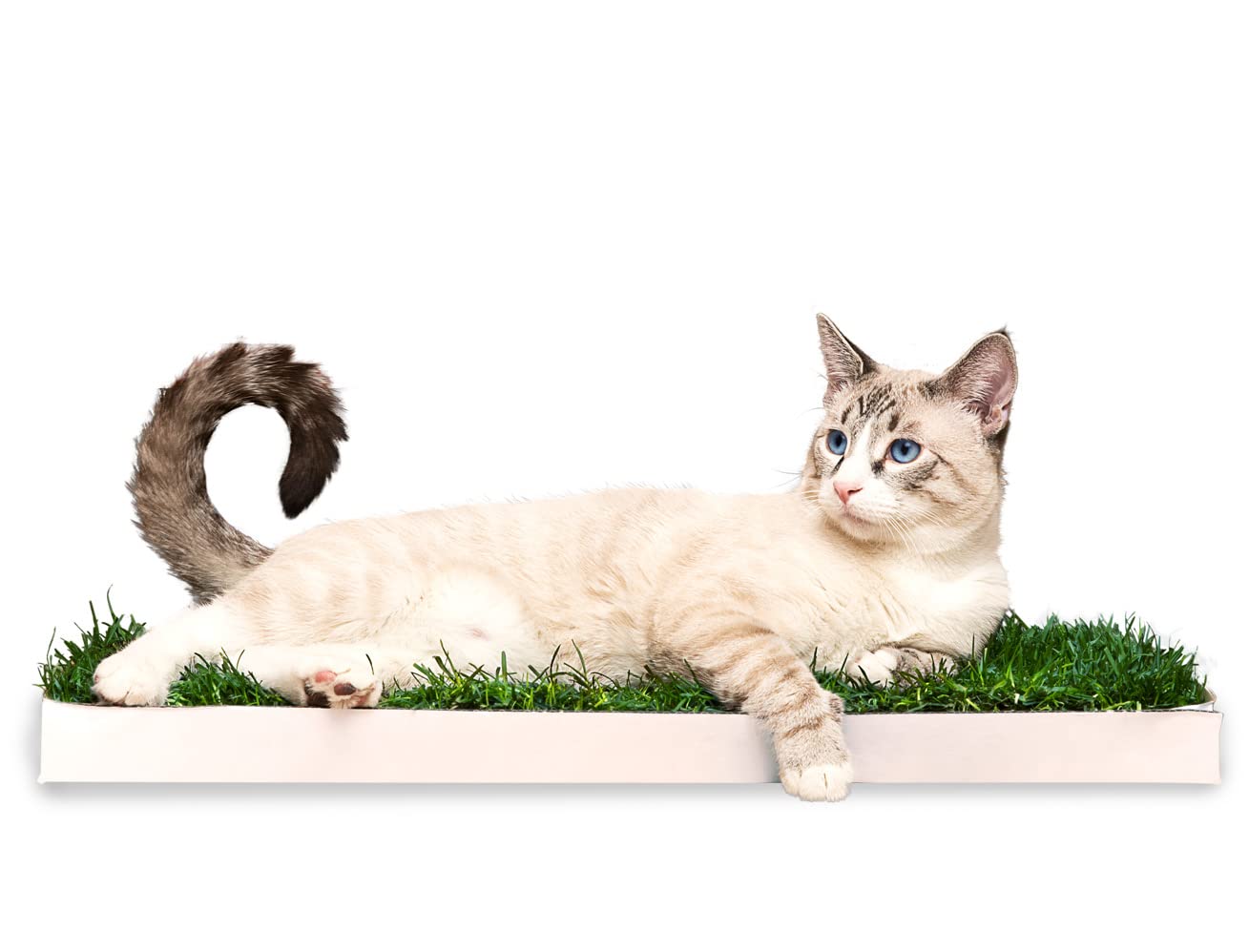 Doggielawn Real Grass Puppy Pee Pads- 24 X 9 Inches - Perfect Indoor Litter Box For Dogs - No Mess, Easy-To-Use - Potty Training For Pets - Eco-Friendly Disposable Bathroom With Real Living Grass