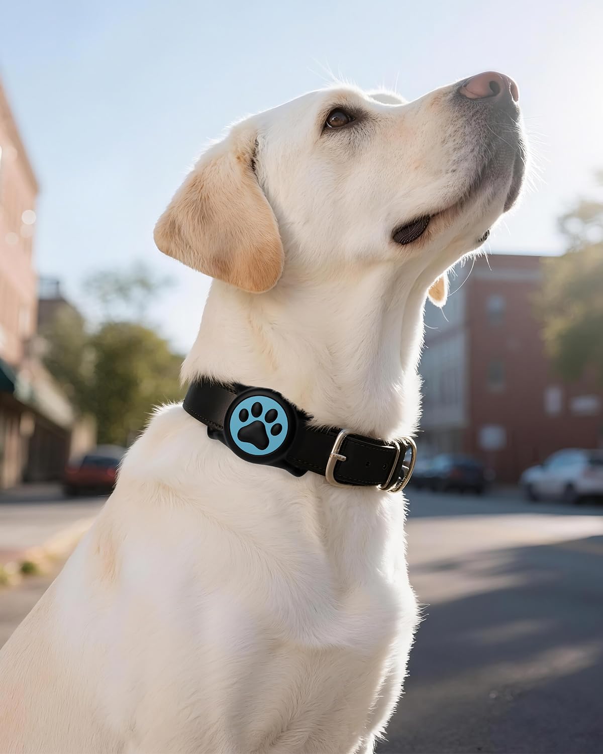 WhoseID IP68 Waterpoof Dog Tag Holder, Stretchy Silicone Full Body Covered tag Holder for Dog Cat Collar Fit All Width Collar (B