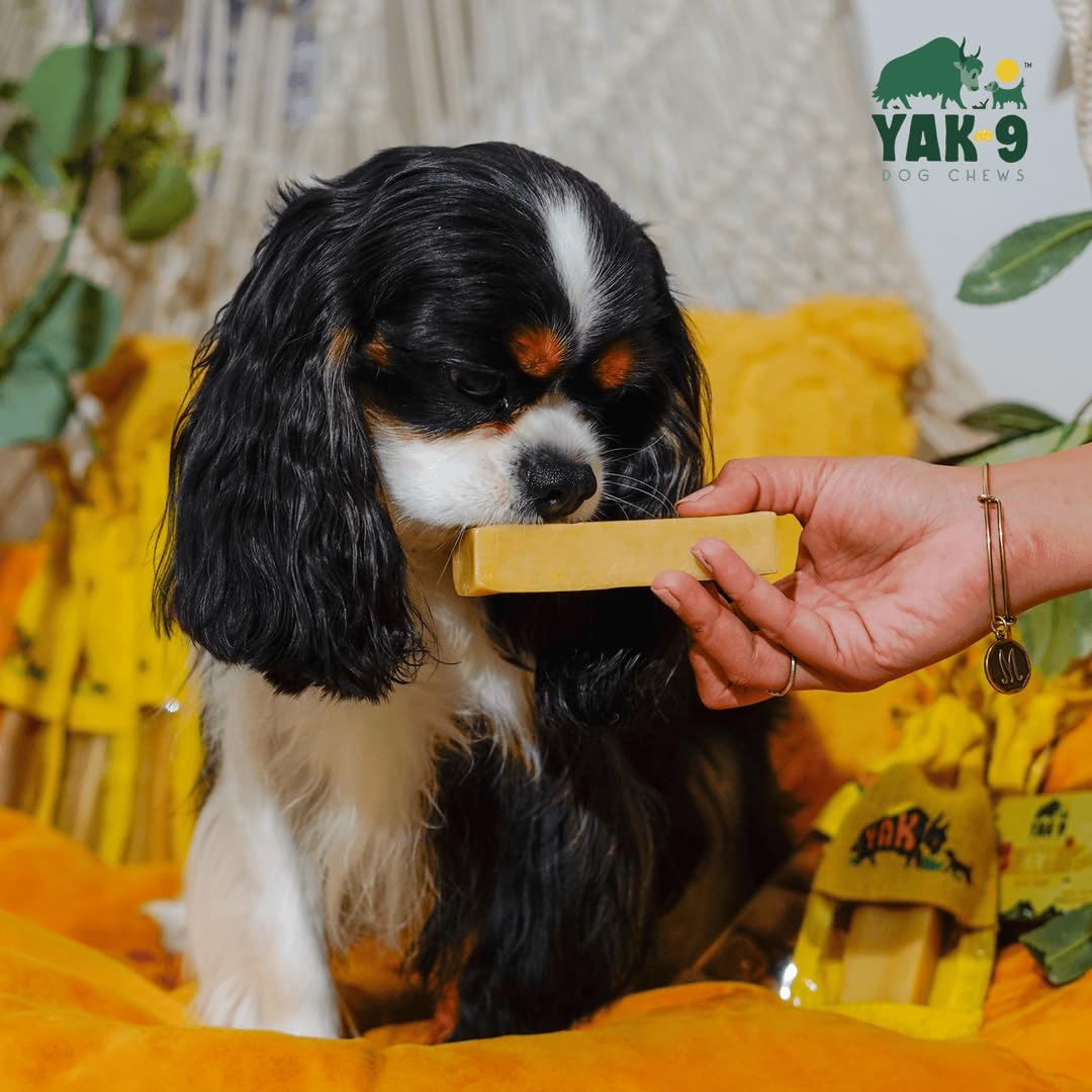 YAK-9 Cheese Dog Chews, High Protein Treats, Natural, Rawhide Free, Long Lasting with Vitamins & Minerals, Medium Size, Honey, 1