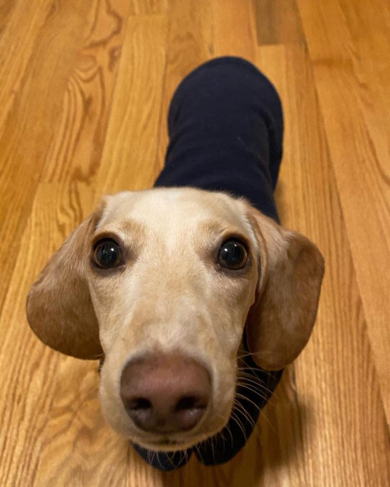 Gooby - Fleece Vest, Small Dog Pullover Fleece Jacket With Leash Ring, Navy, Small