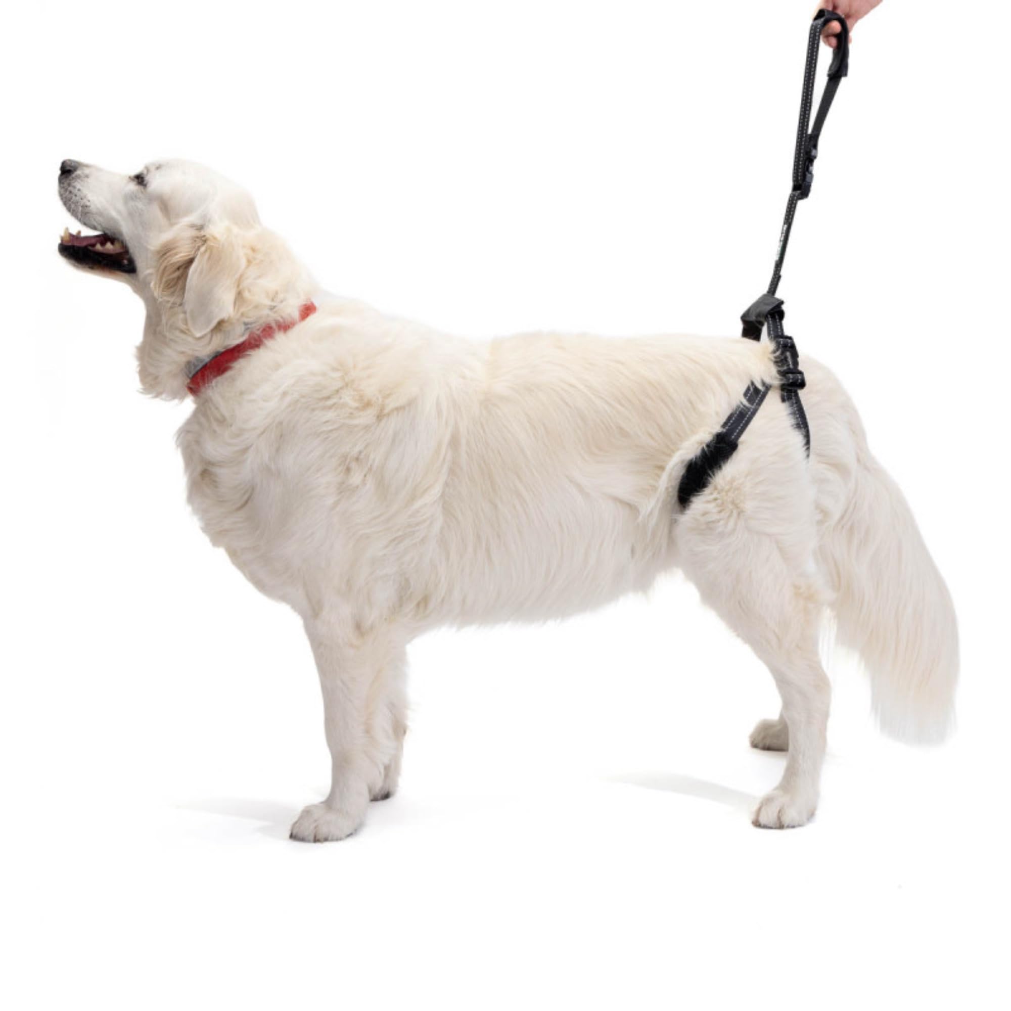 Ortocanis - Rear Harness Support For Dogs. One Size (For Dogs From 4 To 55 Kg)