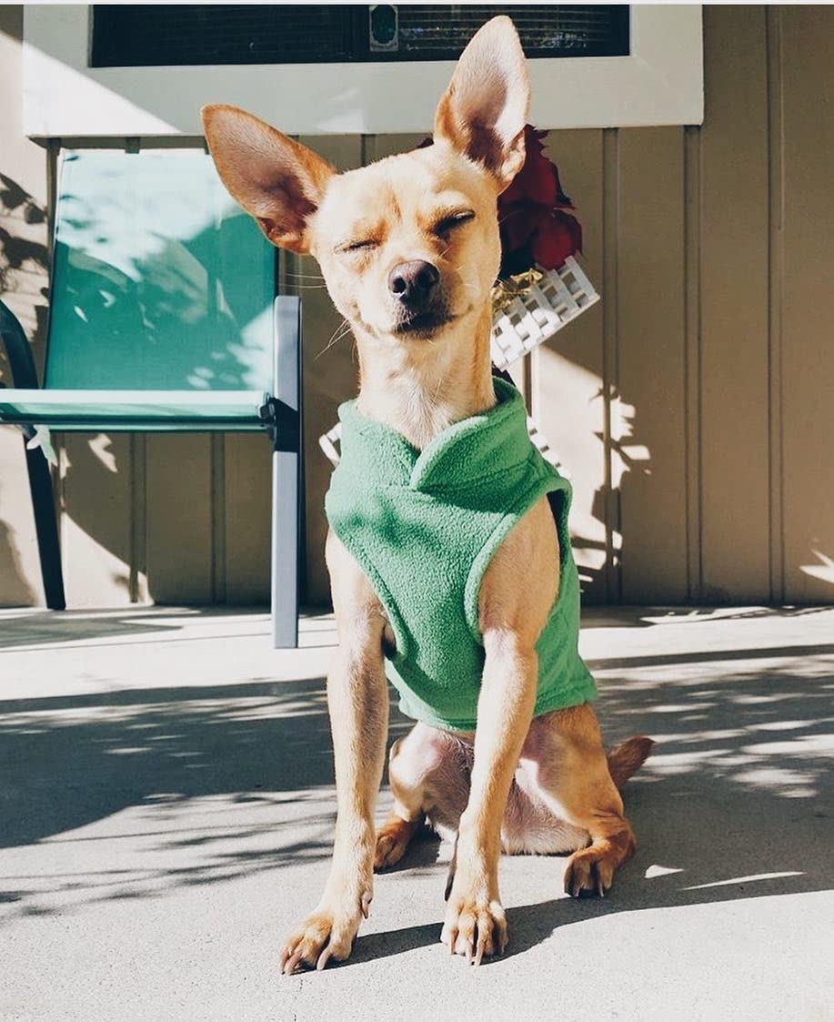Gooby Every Day Fleece Cold Weather Dog Vest For Small Dogs, Green, Small