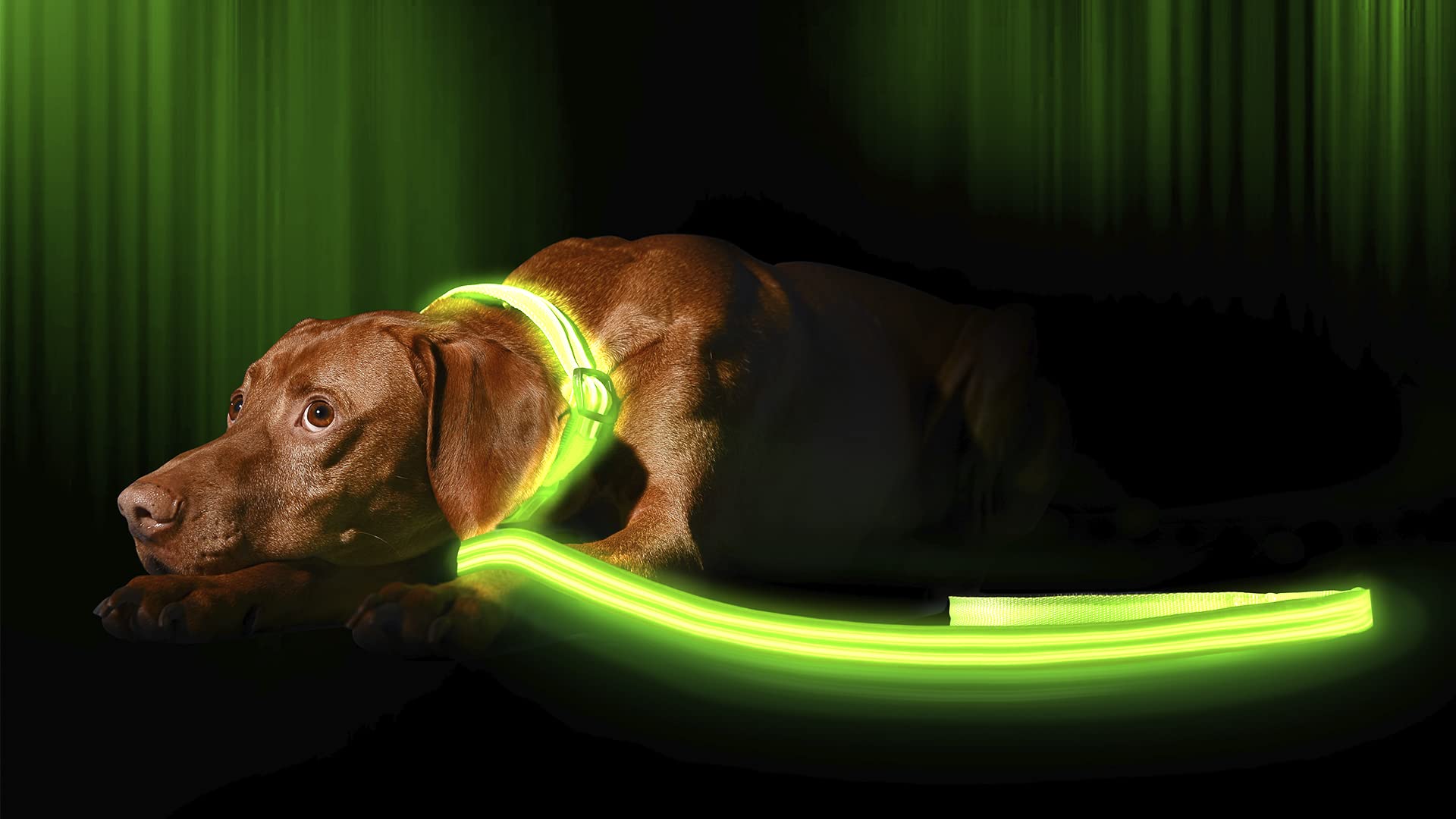 Illumiseen Led Light Up Dog Leash | Ultra High Visibility Up To 350 Yards | 3 Lighting Modes | Usb Rechargeable, No Batteries Ne