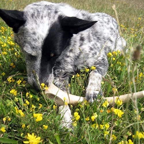 Antler Dog Chew From Pet Expertise, Gigantic 12-14'' Long, 1 Piece