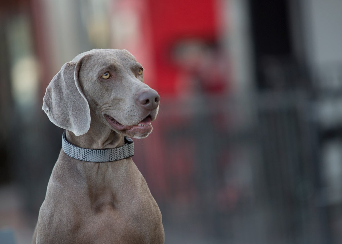 Lupinepet Eco 1' Granite 16-28' Adjustable Collar For Large Dogs