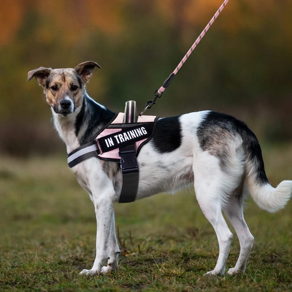 Service Dog Vest Harness And Leash Set, Animire In Training Dog Harness With 8 Dog Patches, Reflective Dog Leash With Soft Padded Handle For Small, Medium, Large, And Extra-Large Dogs