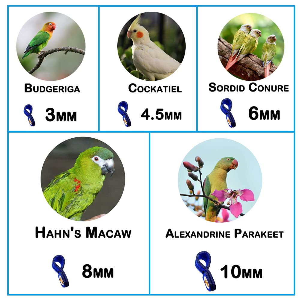 Parrot Bird Harness Leash Anti-Bite Outdoor Blue Flying Training Rope With 5Pcs Different Sizes Of Soft Foot Loops And Training Whistle(Upgraded Version Of Ankle Ring)