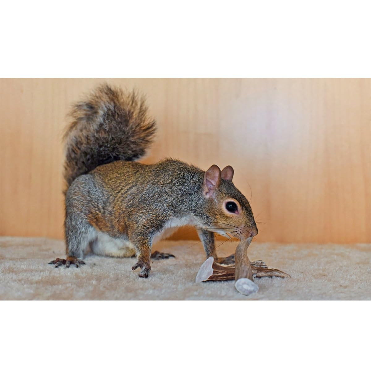 Exotic Nutrition Antler Chews - Safe Small Animal Chew - Natural Source Of Healthy Minerals - Chinchilla, Hamster, Degu, Prairie