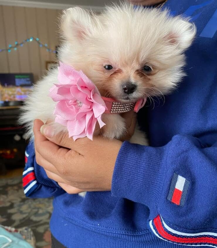 Haoyueer Cute Dazzling Sparkling Soft Suede Leather Dog Cat Rhinestone Collar Crystal Diamond Pet Dog Puppy Collar (Pink, S)