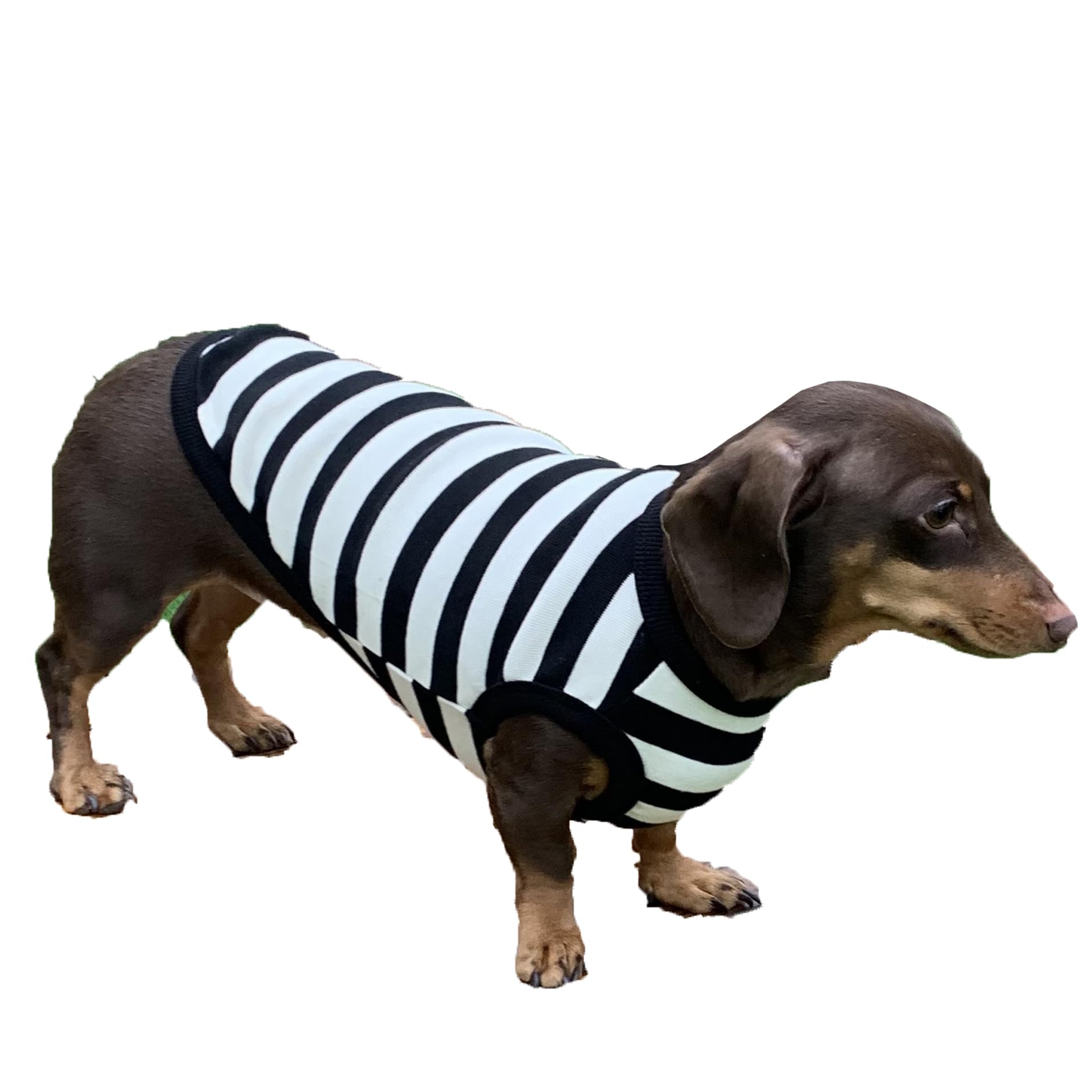 D Doggy Star Dachshund Clothes For Dogs Mini And Adults T Shirts (Xs,Stripe Ivory/Black)