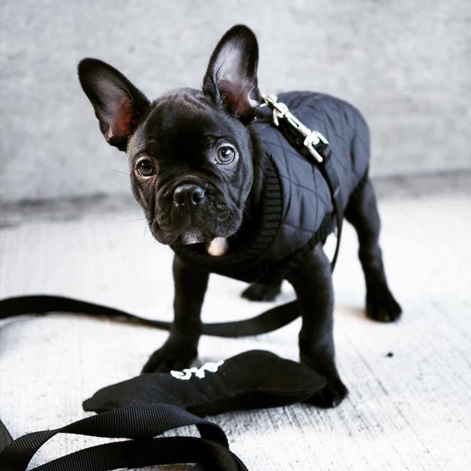 Gooby Fashion Vest Dog Jacket - Black, X-Large - Warm Zip Up Dog Bomber Vest With Dual D Ring Leash - Winter Water Resistant Small Dog Sweater - Dog Clothes For Small Dogs Boy Or Medium Dogs