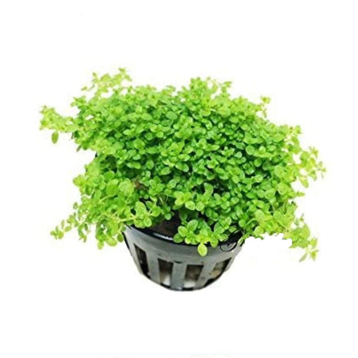 Greenpro Dwarf Baby Tears Hemianthus Callitrichoides Cuba Potted Java Moss Live Aquatic Plants For Aquarium Freshwater Fish Tank