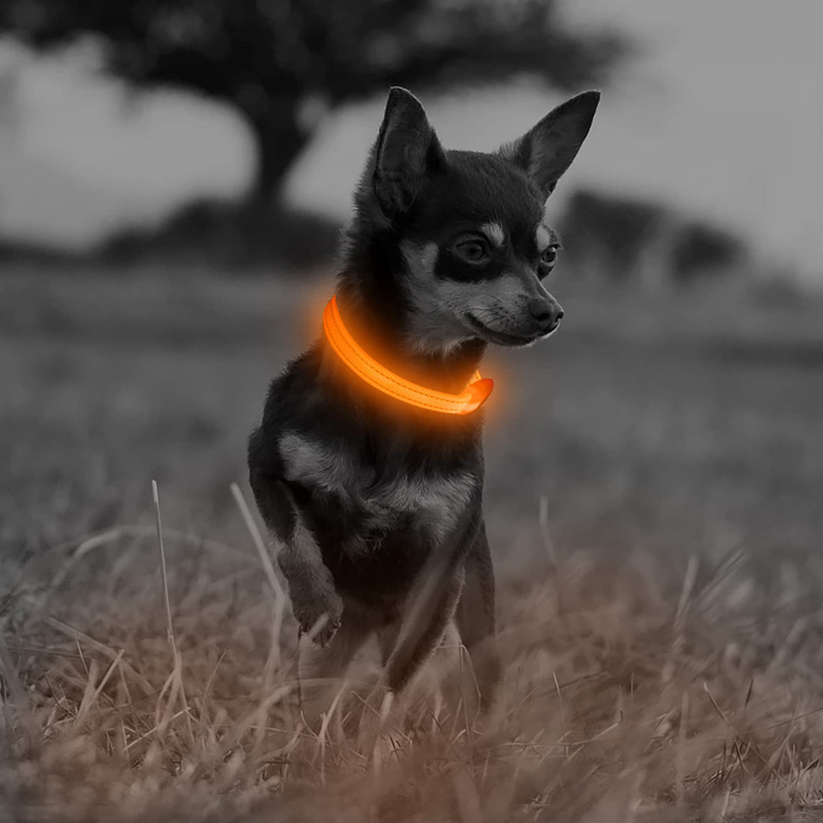 Illumifun Small Led Dog Collar, Usb Rechargeable Glowing Safety Collar, Adjustable Nylon Webbing Light Up Collars For Your Puppy (Orange, X-Small)