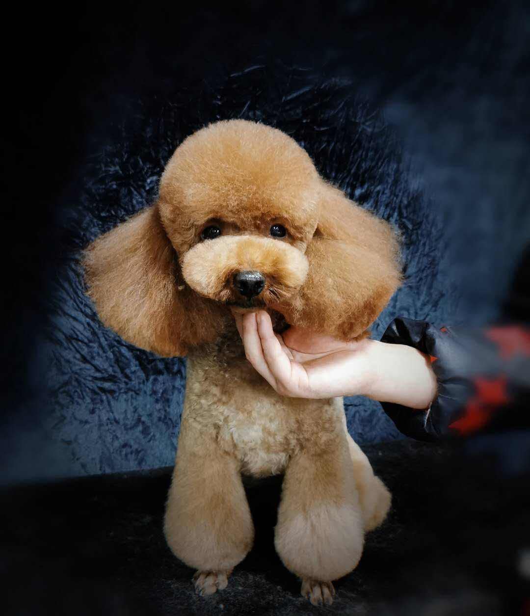 Dog Grooming Thinning Scissors,6.7 Inch Pet Grooming Thining Shears wih 30 Teeth great for Groomers and Home Grooming