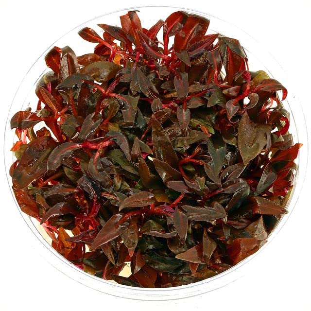 Tissue Culture Live Aquarium Plants | In Vitro Freshwater Aquatic Plants For Small Aquariums And Foreground (Monte Carlo)