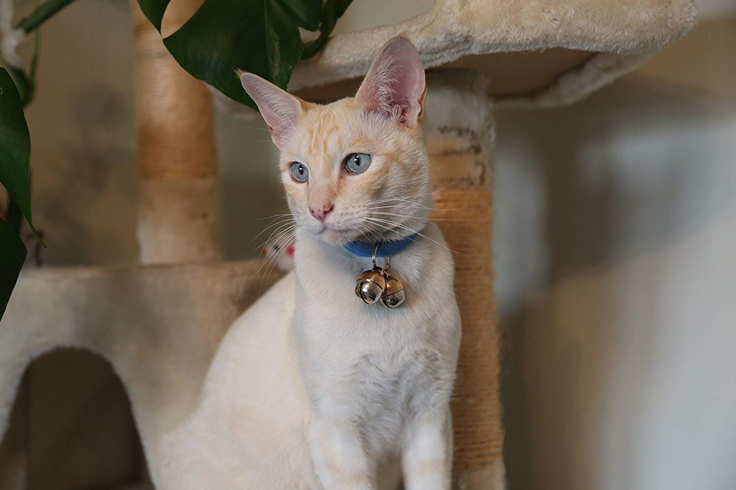 Beaus Bells 2 Extra Loud Cat & Dog Bells | Pet Tracker | Save Birds & Wildlife | Luxury Handmade Copper (Medium)