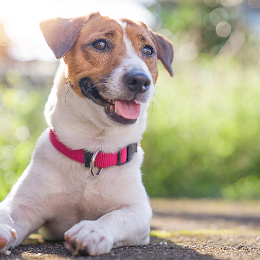 Penseepet Dog Collar Hot Pink Basic Dog Collars With Breathable Quick Release Nylon Pet Collar For Puppy Small Medium Large Dogs
