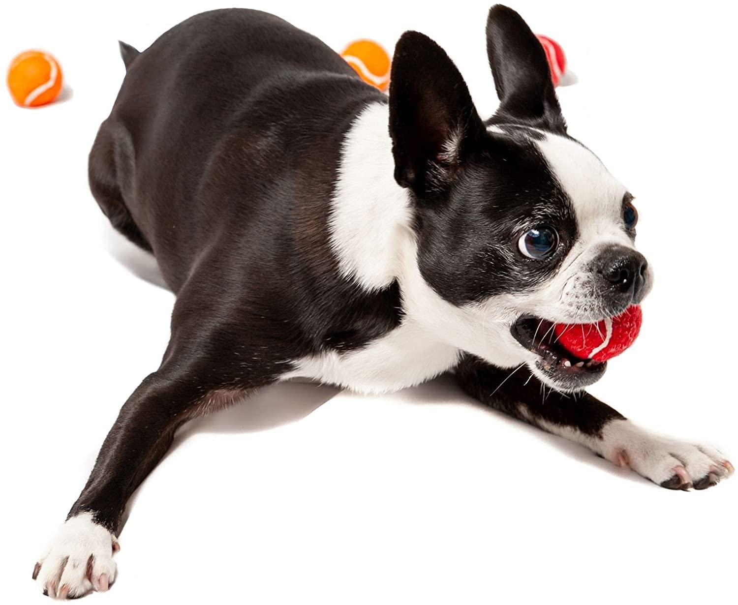 Midlee 1.5 Mini Dog Tennis Balls Bulk Set of 25 Assorted Colors