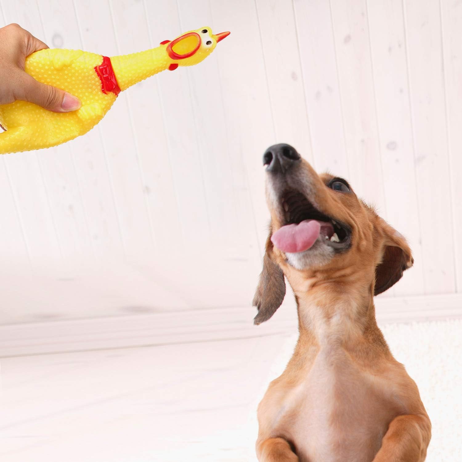LEGEND SANDY Screaming Chicken Dog Toys,Yellow Rubber Squaking Chicken Toy Novelty and Durable Rubber Chicken for Dogs,Rubber Ch