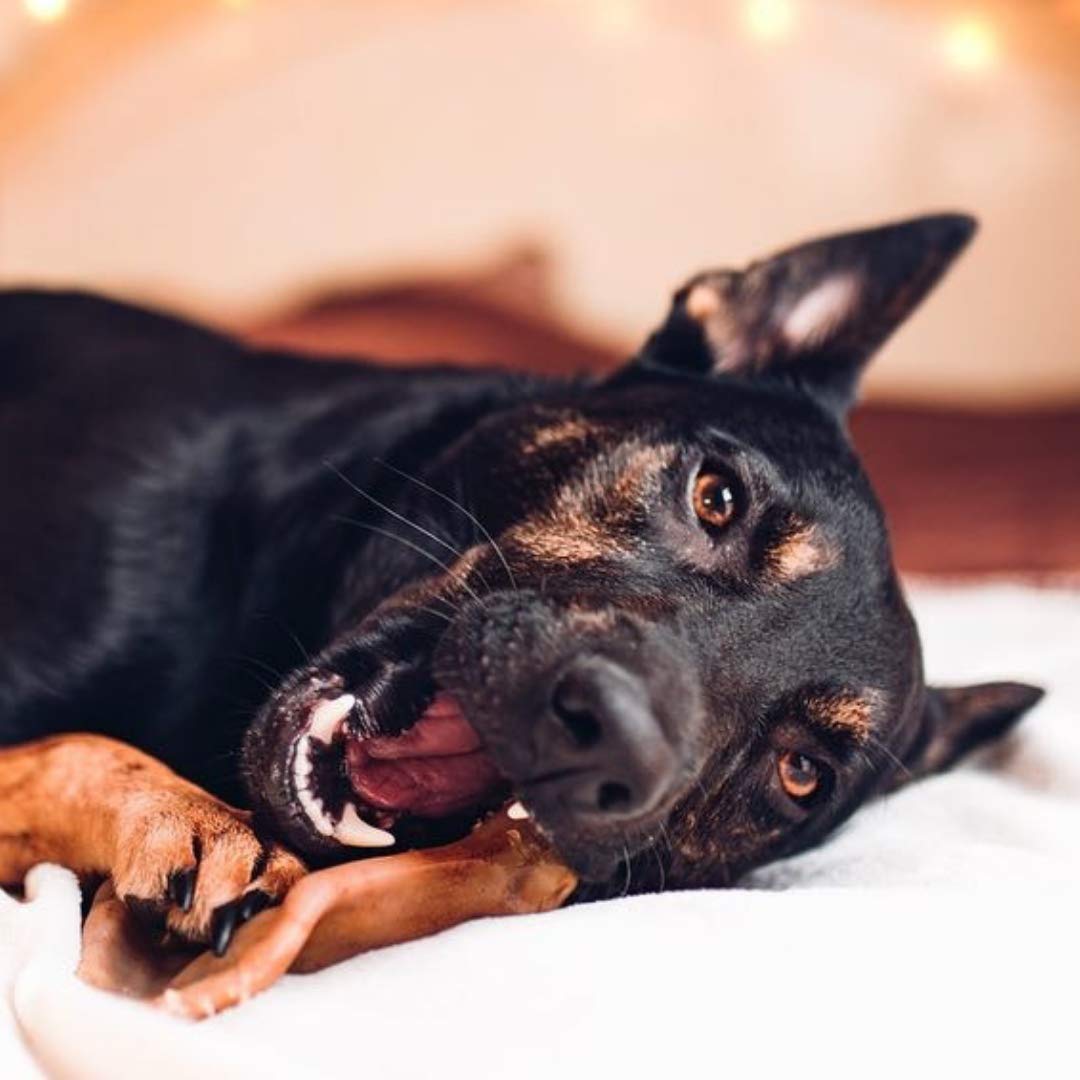 Pet Qwerks Pigs Ear Barkbone - Nylon Dog Bone For Aggressive Chewers - Bacon Flavor - 4.5'