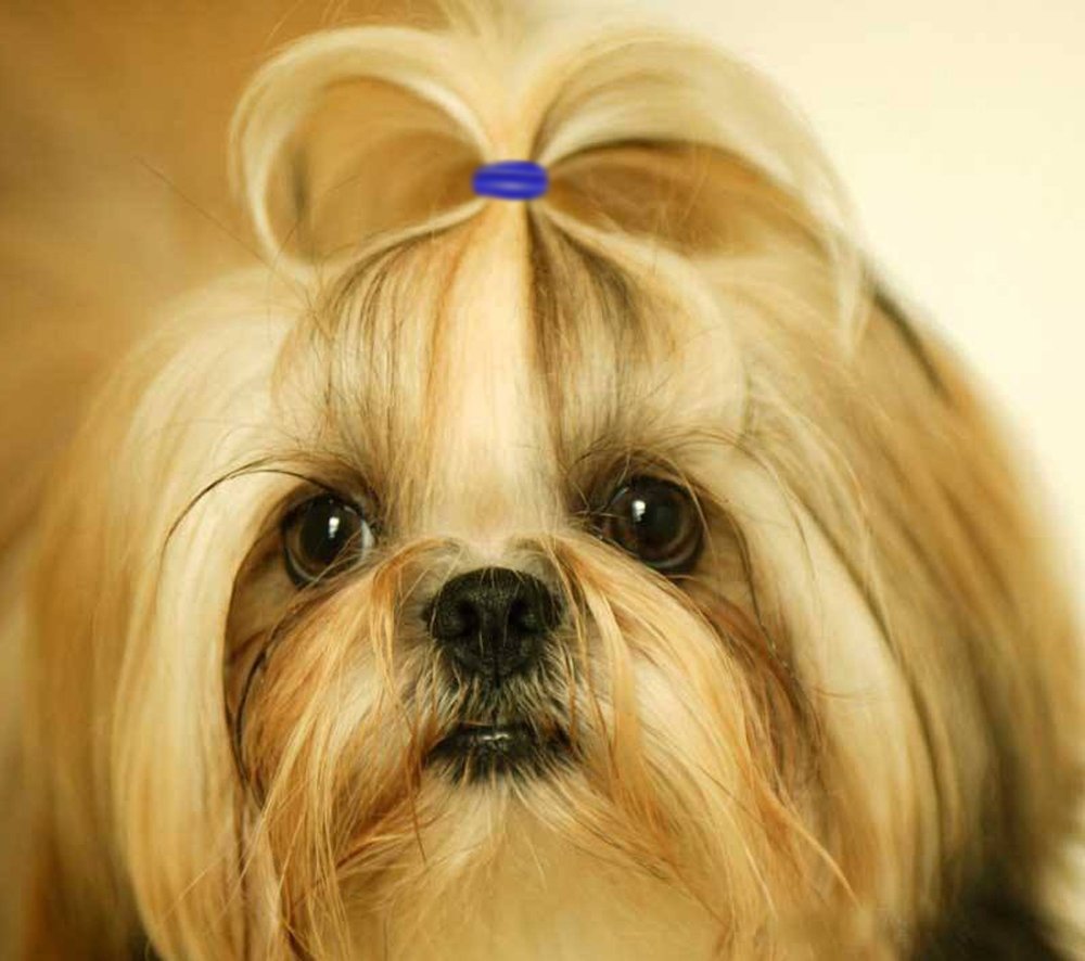 Yoy 3/4' Pet Dog Stretchy Rubber Bands, 600/Box - Puppy Elastics Ties Pony Tail Holders Hair Accessories For Doggy Grooming Top Knots Ponytails Braids And Dreadlocks